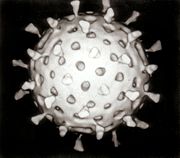 Computer reconstruction of a rotavirus particle