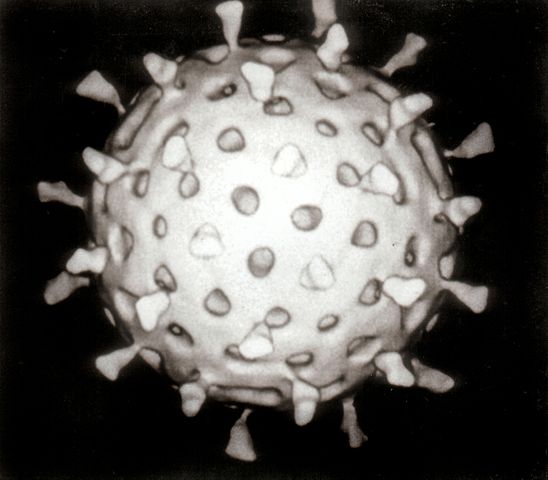 Image:Rotavirus Reconstruction.jpg