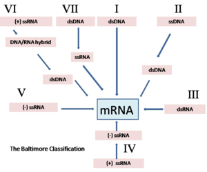 The Baltimore Classification of viruses is based on the method of viral mRNA synthesis