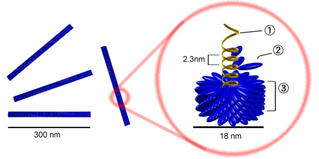 Image:Tobacco mosaic virus structure.png