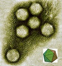 Electron micrograph of icosahedral virions