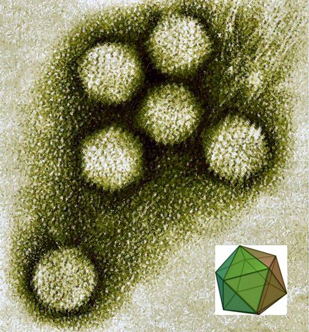 Image:Enteric Adenoviruses.jpg