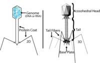 Diagram of a bacteriophage