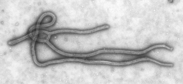 Image:Ebola Virus TEM PHIL 1832 lores.jpg
