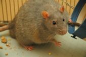 A domesticated rat, suffering from Diabetes mellitus a metabolic disorder being also a common disease among humans.
