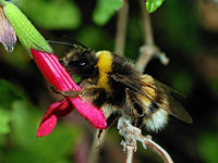 male Bombus terrestris robbing nectar