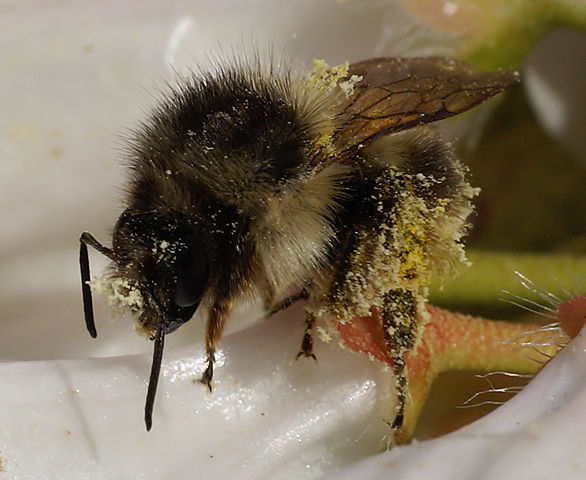 Image:Bumblebee covered in pollen.jpg