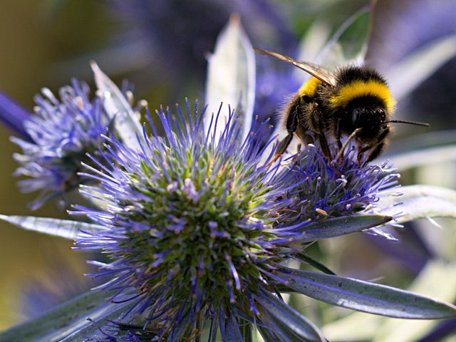 Image:Bumblebee on Sea Holly.jpg