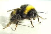 Buff-Tailed bumblebee, Bombus terrestris