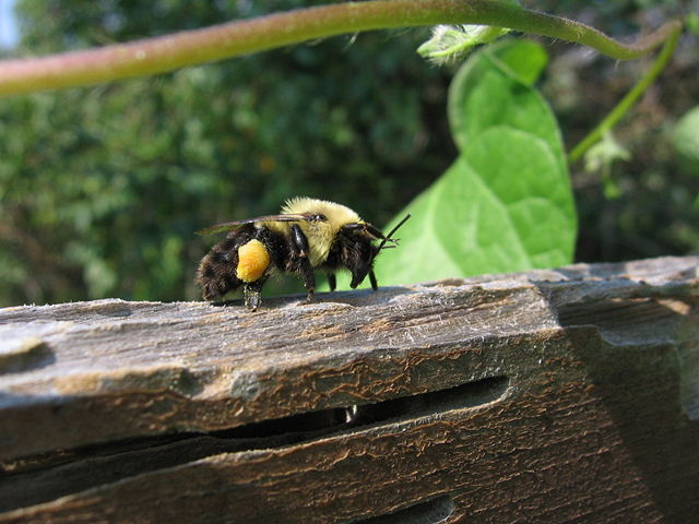 Image:Bumblebee 3 EHM.jpg
