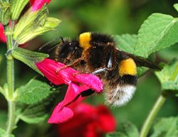 male Bombus terrestris cutting a flower to rob its nectar