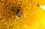 Bombus hypnorum collecting pollen from a sunflower.