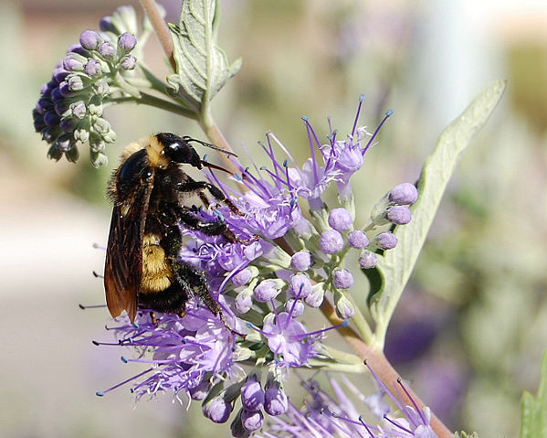 Image:Bumblebee, Albuquerque PP Sharp Low.JPG