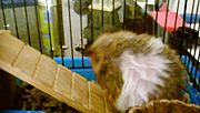 A brown and white Syrian Hamster grooming itself after a dust bath. Hamsters can not be given water baths, it can stress them out and cause wet tail, and it also increases the risk of them catching pneumonia.