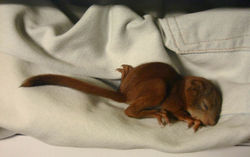 A two-week-old red squirrel.