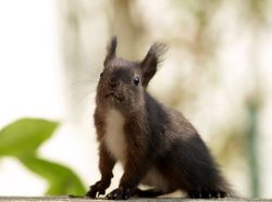 Red squirrel