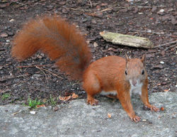 Red squirrel