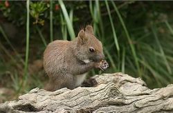 A red squirrel with a brown coat