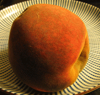 Mold covering a decaying peach over a period of six days. The frames were taken approximately 12 hours apart.