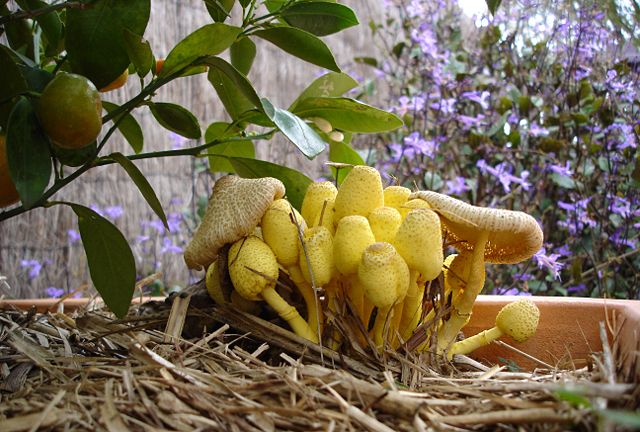 Image:Yellowmushrooms.jpg