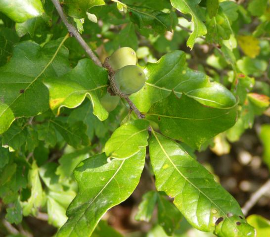 Image:Quercus stellata.jpg