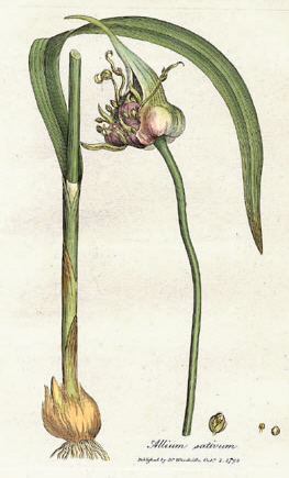 Engraving of the Allium sativum plant, showing the bulb (bottom left), leaf, stem, and flower. From William Woodville, Medical Botany, 1793.