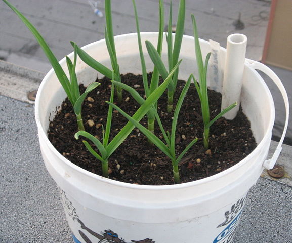 Image:Garlic in container.jpg