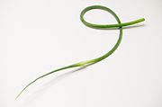Garlic scapes are often harvested early so that the bulbs will grow bigger.