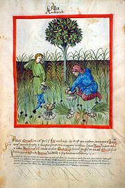 Harvesting garlic, from Tacuinum sanitatis, 15th century (Bibliothèque nationale)
