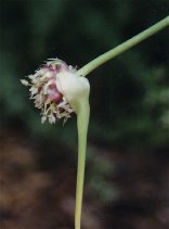 Garlic flowerhead