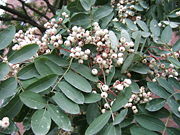 White-fruited Rowan Sorbus glabrescens, a Chinese species with pure white fruit