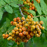 Ripening European Rowan berries.