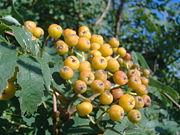 Rowan berries on Prince Edward Island.