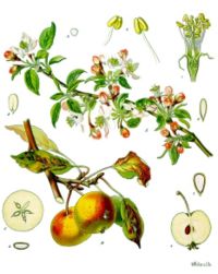 Blossoms, fruits, and leaves of the apple tree (Malus domestica)