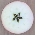 Apple cut horizontally, showing seeds