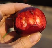 In this hybrid of an orchard apple with a red-fruited crabapple cultivar, the pulp is of the same colour as the peel.