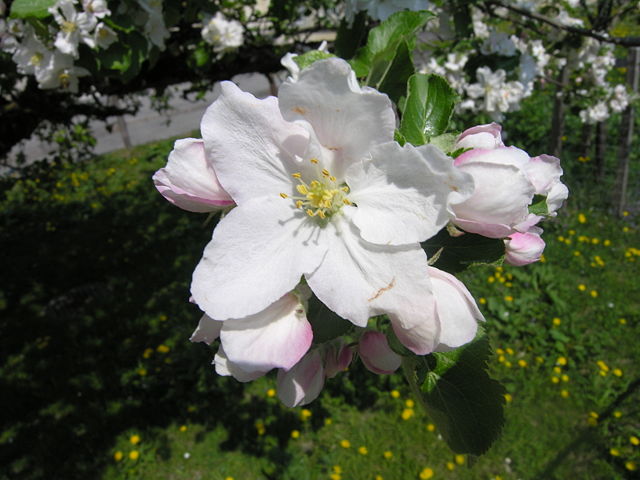 Image:Apple tree flower.jpg