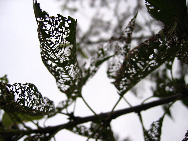 Image:Apple tree leaves with insect damage.jpg