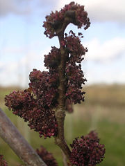 Elm flowers