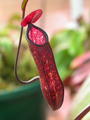 Nepenthes pitchers hang from tendrils