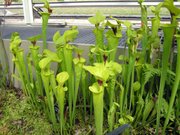 North American Pitcher plants belong to the genus Sarracenia and form upright, tubular leaves