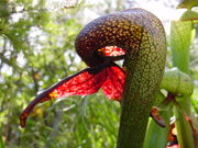 Cobra lilies (Darlingtonia californica) use window-like aeriolae to lure insects into their hollow leaves