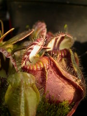 The Albany Pitcher Plant is the only member of the Australian genus Cephalotus