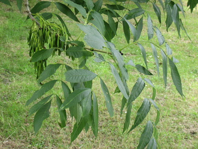 Image:Fraxinus excelsior.jpg