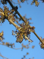 European Ash in flower