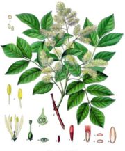 19th century illustration of Manna Ash (Fraxinus ornus)