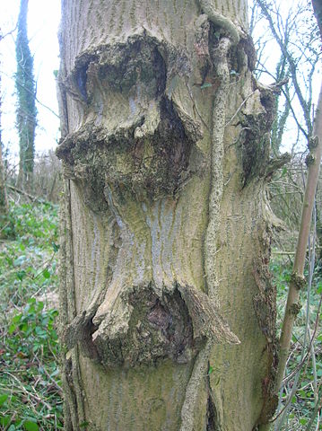 Image:Canker on Ash.JPG