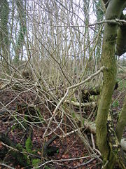 Unusual 'Treelets' growing from a fallen Ash tree in Lawthorn wood, Ayrshire, Scotland.