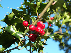 European Holly (Ilex aquifolium) leaves and fruit
