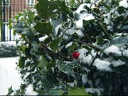 A holly bush with a lone red berry in winter.